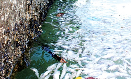 Cá chết trắng tại một vùng biển Khánh Hòa